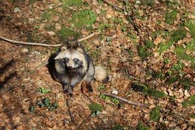 raccoon dog in the wildlife