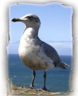 picture of the seagull