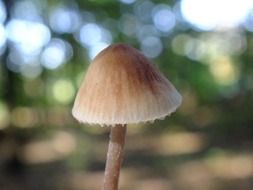 poisonous mushroom close up