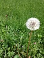 lone dandelion among green field