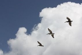 Pelicans and clouds