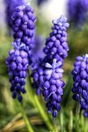 Purple flowers blossom in the garden
