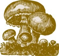 picture of a family of mushrooms on a white background
