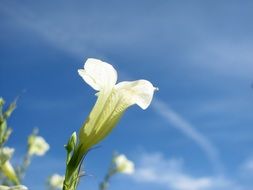 white tropical flower against blue sky
