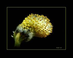 Macro photo of yellow plant