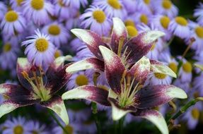 cute lily flower blossom macro