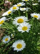 irresistible daisy flowers