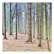 birch grove landscape