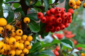 yellow and red berries of rowan close up