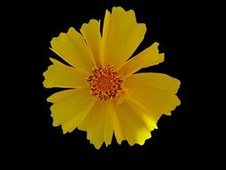 Yellow petal flowers