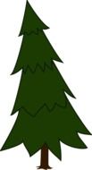 Picture of fir tree