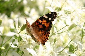 colorful butterfly on bright flowers in bright sun close up