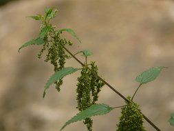 stinging nettle, blooming plant