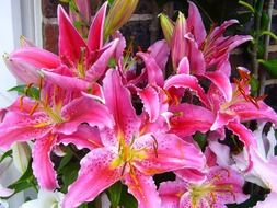 Bouquet of pink lilies in a vase