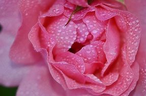 lush pink rose in drops of water close-up