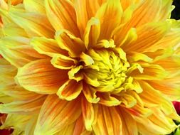 yellow dahlia bud closeup