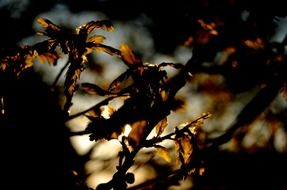 silhouettes of branches in twilight