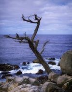 crooked tree on the california coast