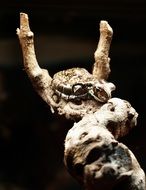portrait of brown frog in terrarium