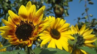 Bright sunflowers in the garden