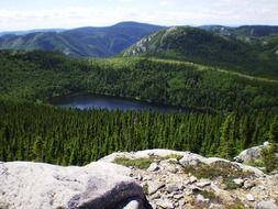 panorama of a picturesque green forest and forest lake