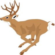 runing deer side view, illustration