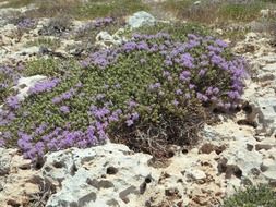 wild thyme herbs