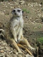 meerkat sits on the ground in Africa