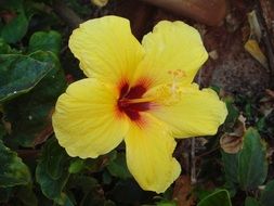 Beautiful blooming yellow and red hibiscus with long stamens