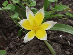 yellow wild tulip in nature