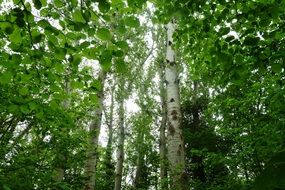 photo of birch forest