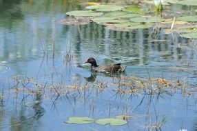 Wild bird in lake