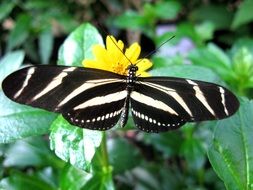 black-and-white butterfly on a yellow flower