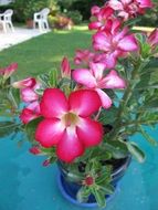 closeup photo of exotic pink potted plant