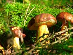 chestnut mushroom autumn