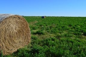 hay bale on green grass