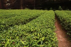 green tea plantation
