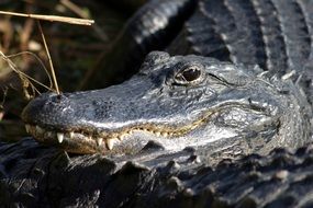 dangerous toothy alligator's head