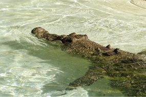 saltwater crocodile in water