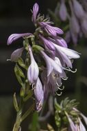 gently purple hanging flowers close-up