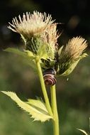 thistle snail flower shell nature
