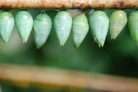 insect green cocoons