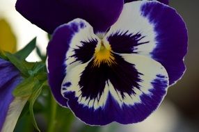 splendiferous pansy