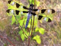 beautiful dragonfly on the branch