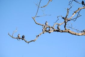 birds on a bare tree