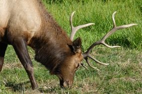 elk animal in wildlife grazing portrait