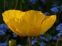 bottom view of the yellow poppy