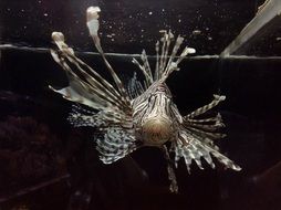 lionfish