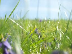 unimaginable meadow grass