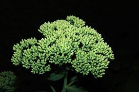 green plant with flowers in the dark